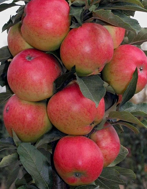 Яблоня колонновидная Джин 1 шт - купить в интернет-магазине «Агросемфонд» сдоставкой Почтой России