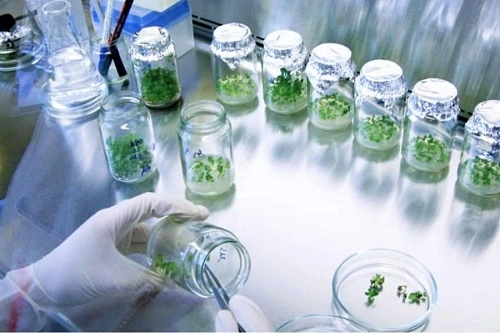 Клональное микроразмножение растений -технология будущего!