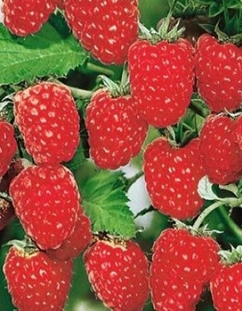 Малина ремонтантная Геракл (Rubus idaeus) 1 шт