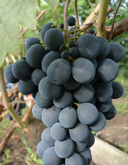 виноград адамас описание сорта фото отзывы видео