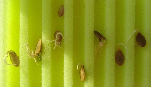 Матрасик для семян "Лабиринт" малый 10х15 см (2 шт)