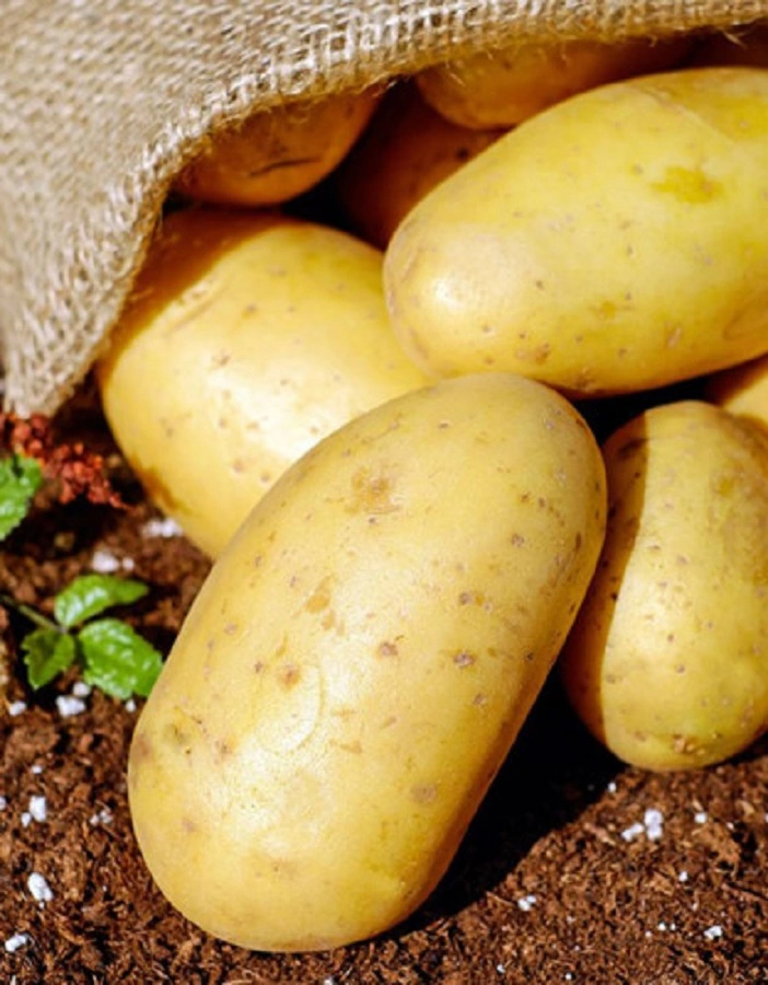 Картофель Инноватор, 1 кг - купить в интернет-магазине «Агросемфонд» сдоставкой Почтой России