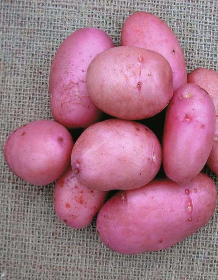Картофель Инноватор, 1 кг - купить в интернет-магазине «Агросемфонд» сдоставкой Почтой России